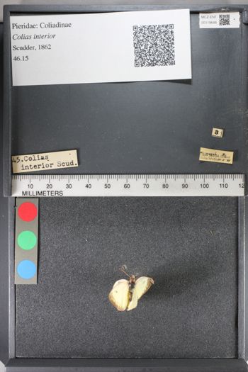 Media type: image;   Entomology 119648